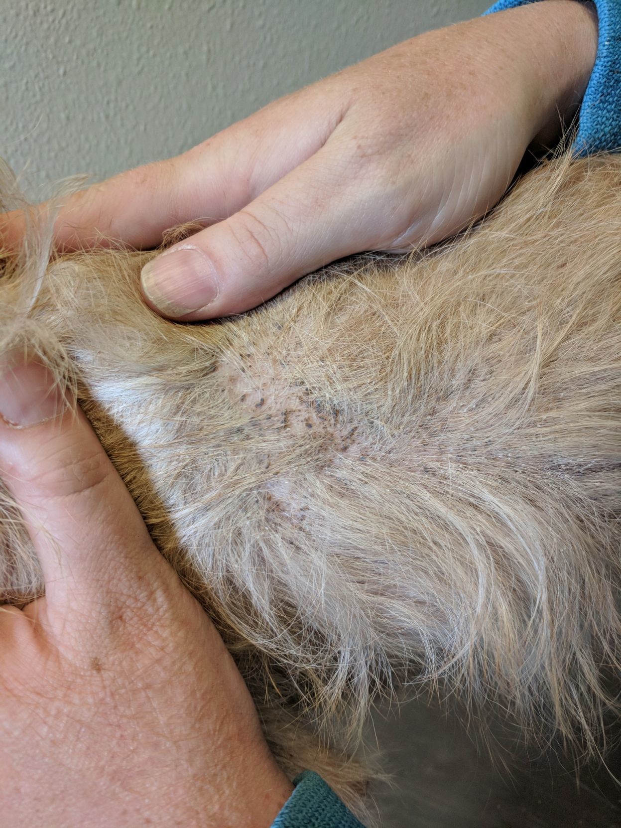 LCHS dogs with lice